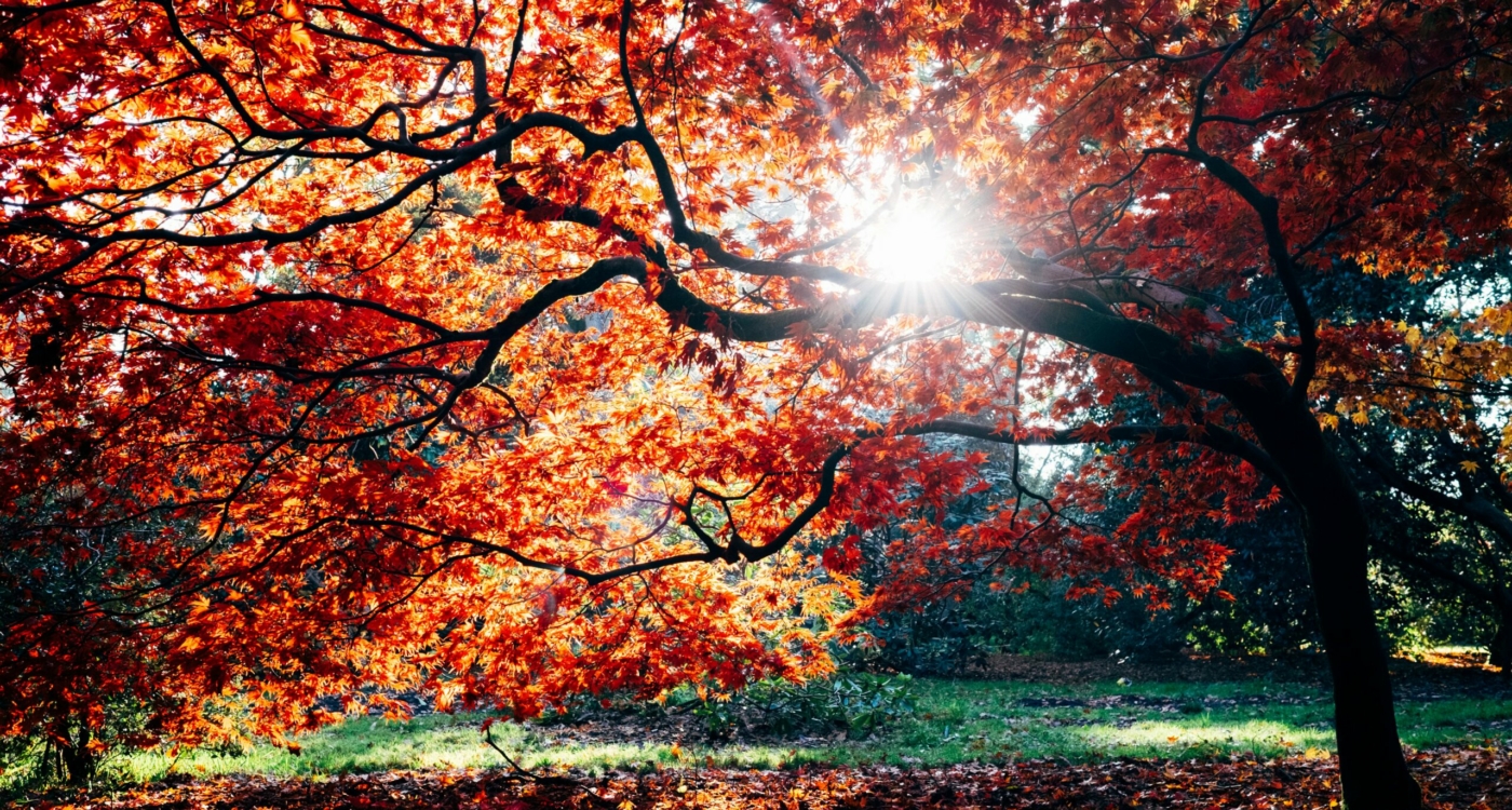 Fall Sun Trees